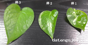 树叶成长颜色变化如何测出来，植物颜色的作用